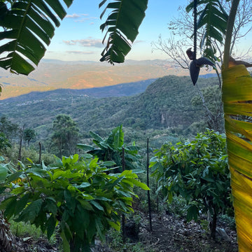 Camino Del Jaguar